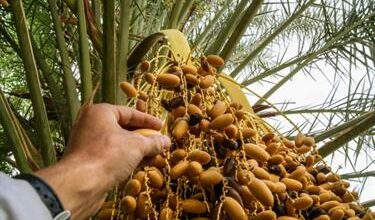 1652971991 أرامكو توقع مذكرة تفاهم لتطوير إنتاج التمور والصناعات الغذائية التحويلية