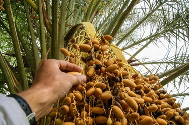 1652971991 أرامكو توقع مذكرة تفاهم لتطوير إنتاج التمور والصناعات الغذائية التحويلية