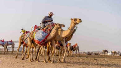 انطلاق مهرجان ولي العهد للهجن غداً