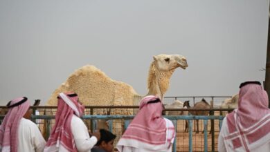 1685866545 تبوك quotمزاد جادة الإبلquot يسجّل صفقات تداول كبيرة بمشاركة أكثر
