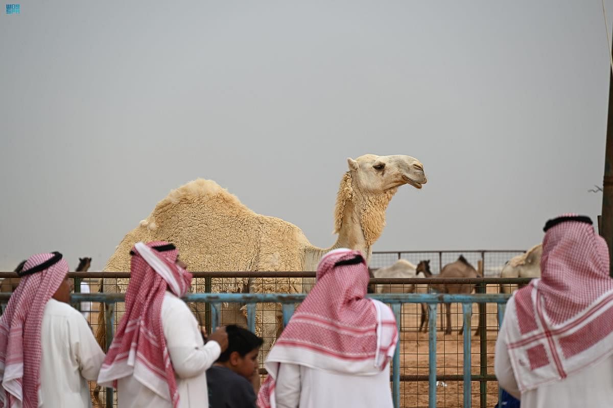 1685866545 تبوك quotمزاد جادة الإبلquot يسجّل صفقات تداول كبيرة بمشاركة أكثر