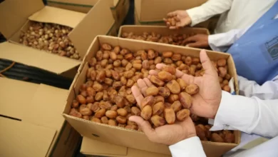 ضصصصصصصصص