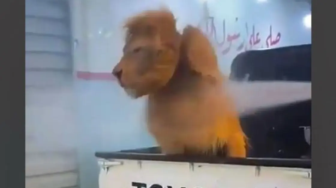 مشهد يشعل غضباً.. غسل "أسد" في محطة أمام المارة! 1 9409491c 8221 430e bdf7 34add3e19ec2 16x9 1200x676 1