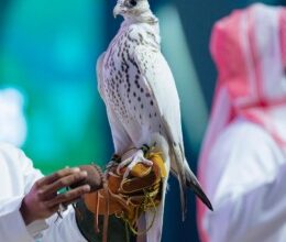مهرجان الصقور