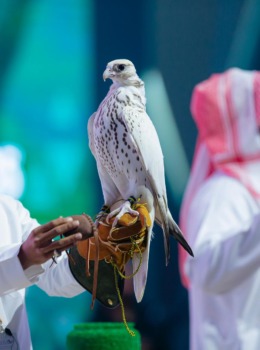 المزاد الدولي لمزارع إنتاج الصقور يختتم فعالياته بمبيعات تجاوزت 8 ملايين ريال 1 مهرجان الصقور