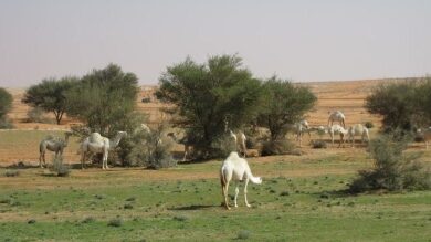 شسسسسسسسسسس