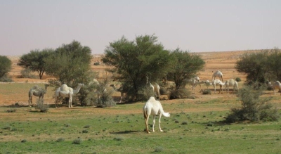 شسسسسسسسسسس