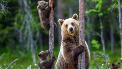 135 115241 world animal day protection 700x400