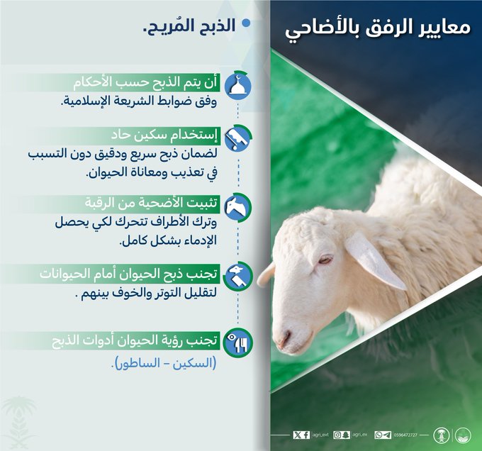 الإرشاد الزراعي: 5 معايير بشأن ذبح الأضاحي المريح 1 هععععععععع