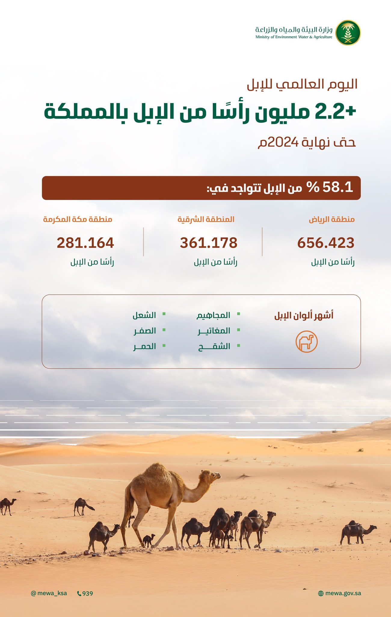 "البيئة": أكثر من (2.2) مليون رأس من الإبل في المملكة 1 GuECD27XcAA5c04