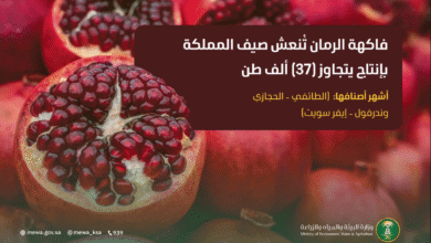 Screenshot 2025 08 16 190433