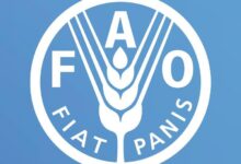 الفاو