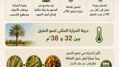 المسند يكشف أسباب تأخر نضج التمور هذا الموسم 2 HNVZ8mbWkAALnuf