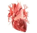 Anatomically correct 3d model of human heart u3d 2cbbdab779c84457877be90c0f055b76 125x110 1